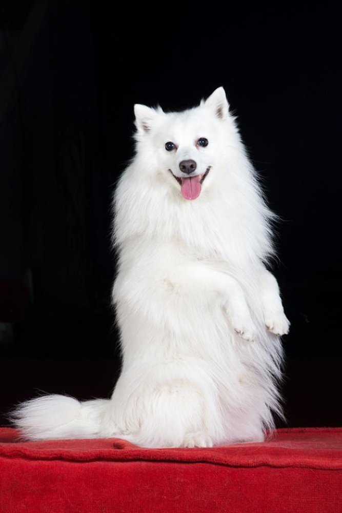 Японский шпиц Аки. https://vk.com/beliy.lekar