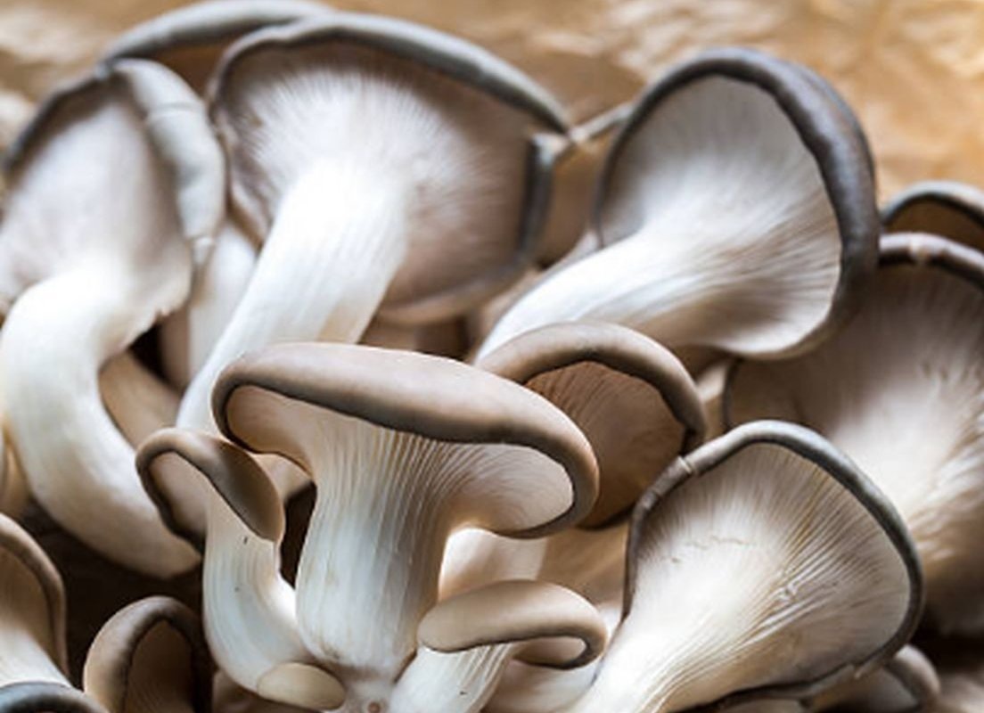 Простой, доступный в магазинах продукт – вешенки – обладают удивительно солидным набором оздоровительных свойств: они поддерживают иммунитет, способствуют снижению высоких уровней холестерина и сахара, защищают организм от развития некоторых видов рака. 
Снижают уровень холестерина. Исследования на животных и людях показали, что вешенки естественным образом снижают уровень холестерина. В испытаниях с животных добавка этих грибов в рацион помогла понизить содержание холестерина на 37 процентов, триглицеридов – на 45 процентов. Их употребление пациентами, страдавшими ожирением и диабетом, также обеспечило значительное снижение уровня холестерина, улучшило функционирование сердца.

Укрепляют иммунитет. Важная причина того, почему вешенки нужно есть в эпидемиологически неблагоприятный период: они содержат один из главных минералов, поддерживающих хорошее состояние иммунной системы, – селен. Его получение помогает защитить клетки организма от повреждений, приводящих к воспалению и хроническим заболеваниям. Исследование 2017 года установило, что состав грибов содержит соединения, которые действуют как иммуномодуляторы, усиливающие сопротивляемость организма патогенам, инфекциям.

Улучшают работу мозга. Простой продукт богат ниацином (витамином B3), важным питательным веществом, снижающим риск болезни Альцгеймера и возрастного снижения когнитивных функций.

Предотвращают воспаление, рак. Воспаление – это нормальный иммунный ответ организма, который защищает его от инфекций и болезней. С другой стороны, хроническое воспаление повышает риск возникновения сердечных заболеваний, диабета, рака. Удивительным свойством скромных, невзрачных с виду вешенок является их мощный противовоспалительный потенциал, благодаря которому они считаются одними из лучших продуктов, защищающих от рака. Согласно данным, опубликованным International Journal of Oncology, данный вид грибов способен подавлять рост клеток рака молочной железы и толстой кишки. Другое исследование 2011 года показало, что их экстракт оказывает терапевтическое действие против колоректальных опухолей и лейкозных клеток.

Снижают уровень сахара в крови. Еще одна причина есть вешенки: они сокращают риск гипергликемии и сахарного диабета. Растительный продукт богат бета-глюканами, разновидностью водорастворимых пищевых волокон, которые могут помочь нормализовать уровень глюкозы в крови.