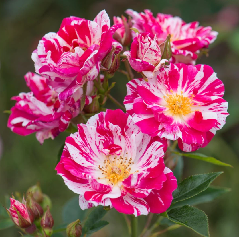 фото взято из интернета