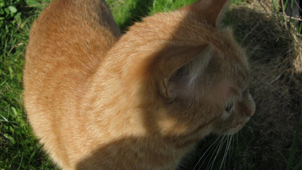 Лисса!  Фото четырёхлетней давности. Сейчас ей уже почти 10 лет!