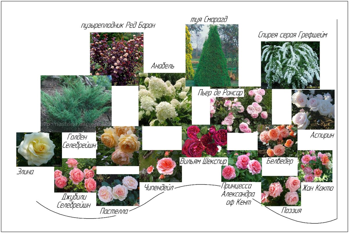 Схемы розариев с названиями и описанием