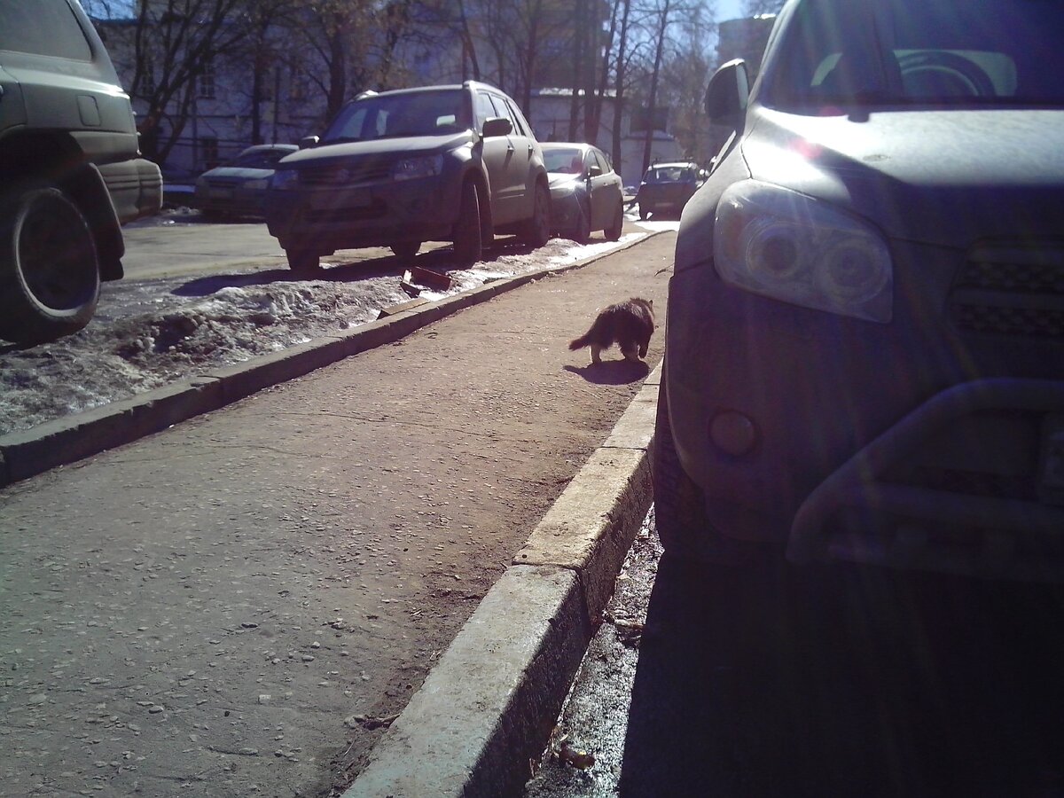 Не машины, а так... Даже выбрать нечего! Пойду на дерево!