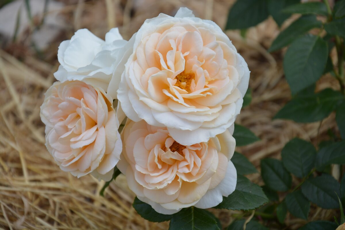 Lions Rose