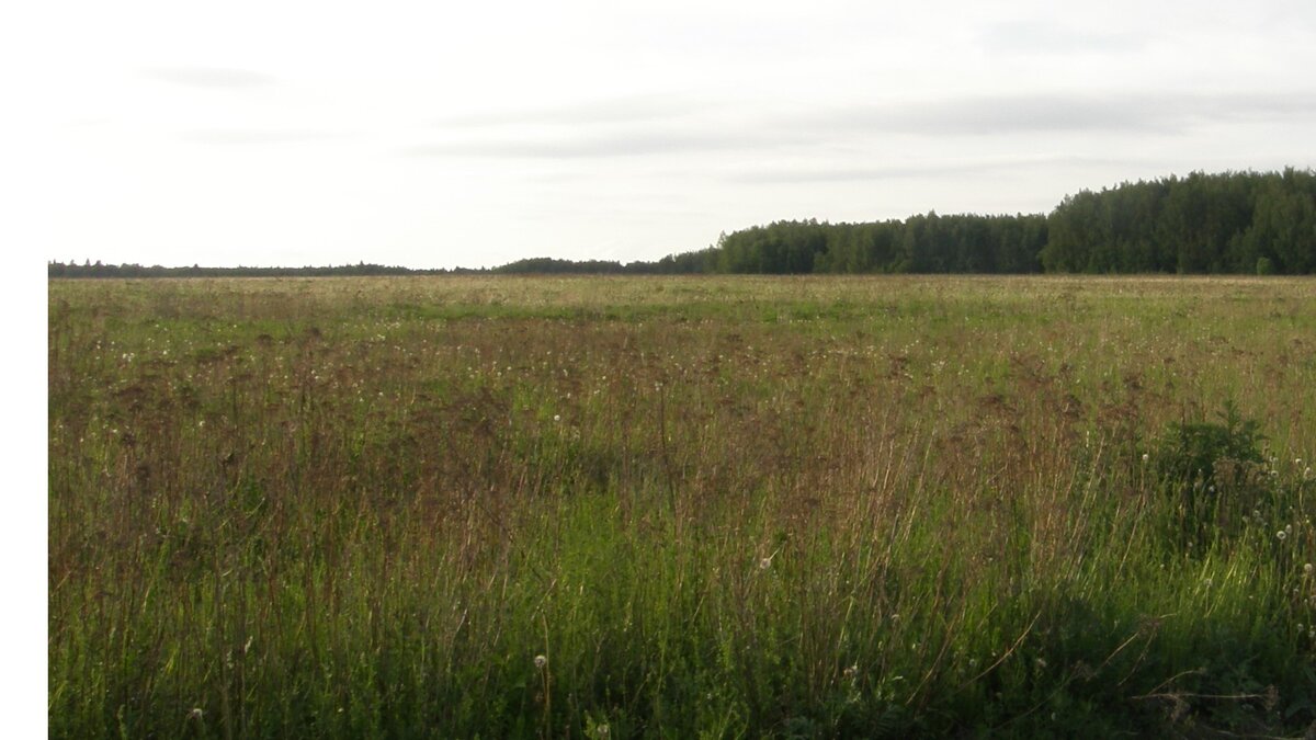 Луговые травы