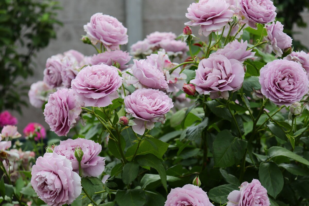 Видео-обзор 10 лучших сортов роз