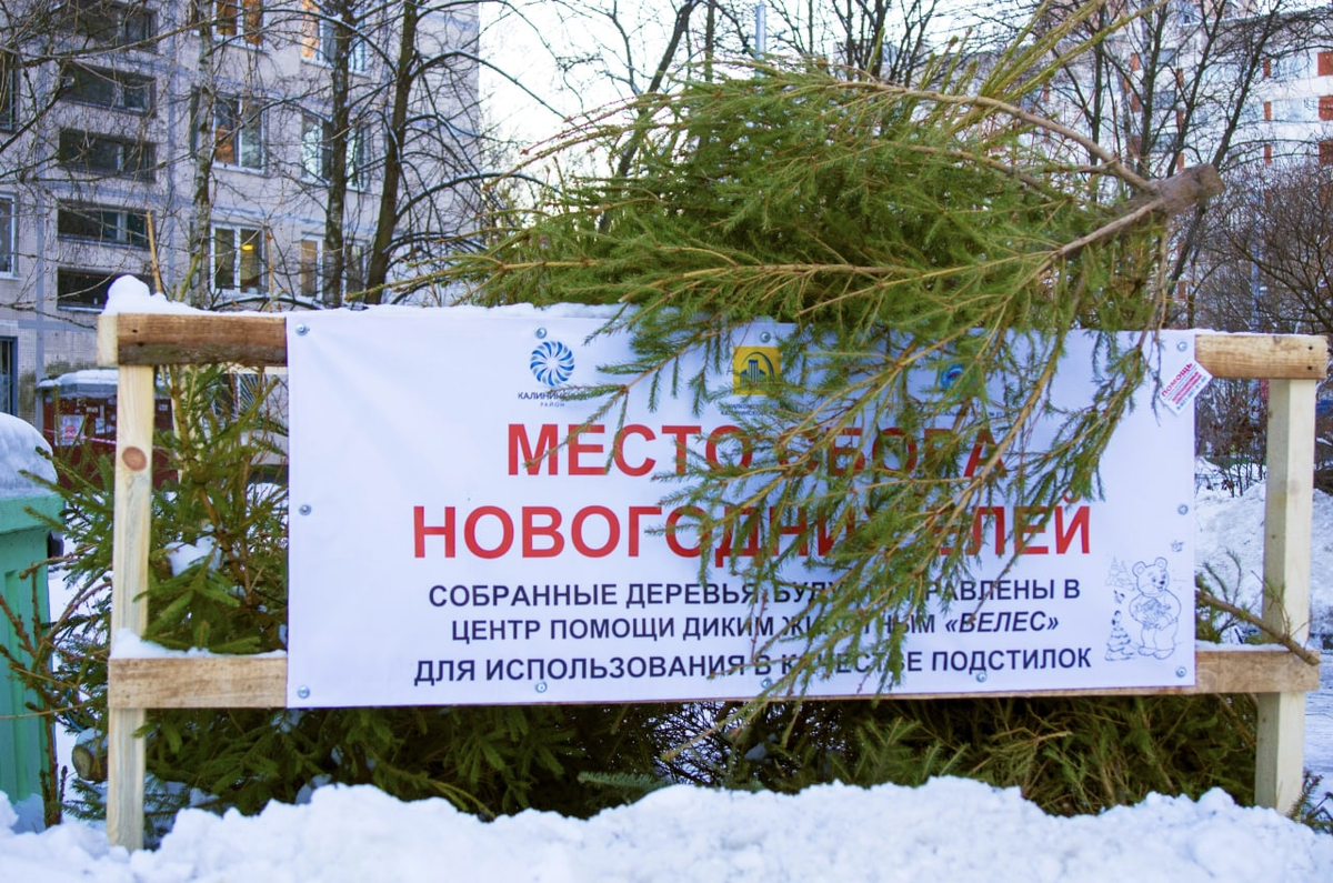 Сдать елку на переработку спб. Пункт приема елок. Ёлки СПБ И Ленобласти. Пункты приема елок в Санкт-Петербурге. Пункт приёма елок в 2023.