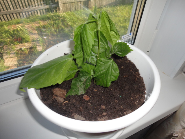 моя чайная роза укореняется в горшке с грунтом