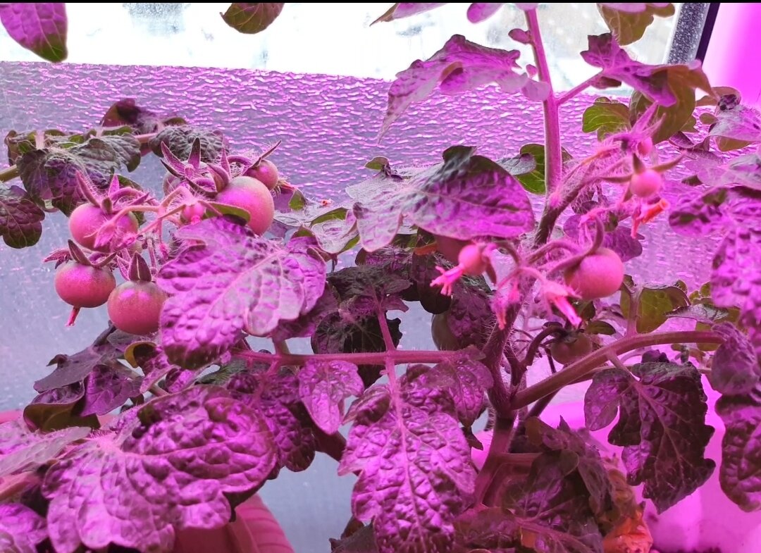 Плодов немало