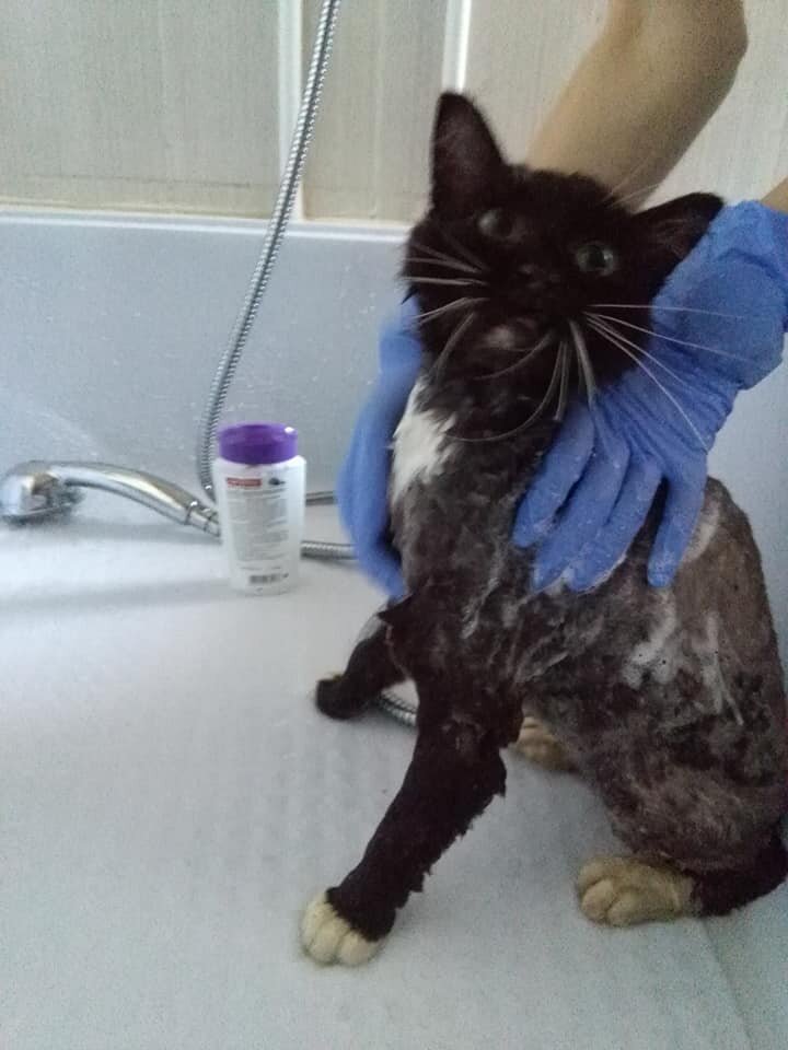 Что бы с ним не делали, всегда кот ласково мурчал и тёрся о человеческие руки