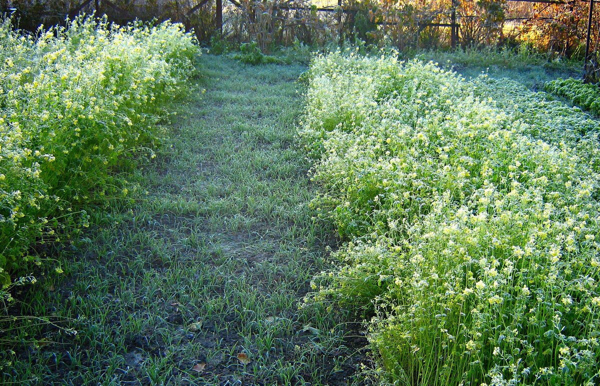 Сидераты, первыйе заморозки