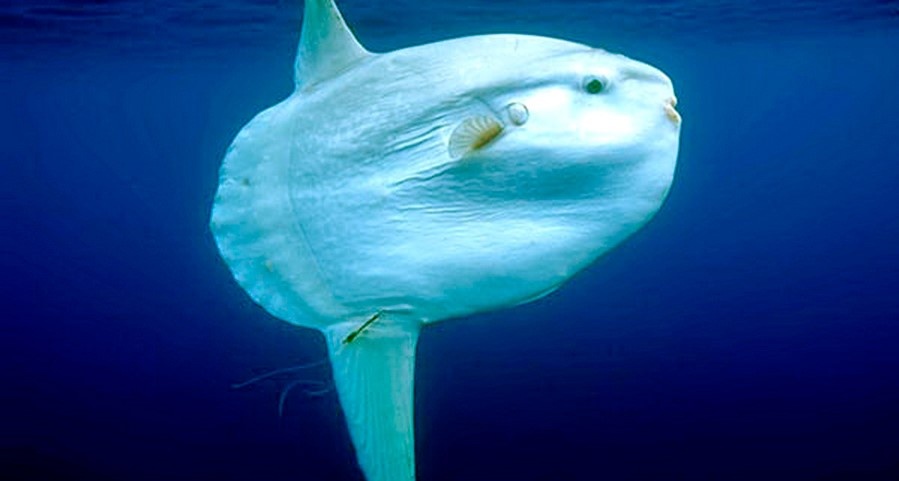 Самки календулы способны производить до 300 миллионов яиц за раз, что может быть парадоксальным, учитывая постоянно уменьшающееся количество упомянутых рыб.