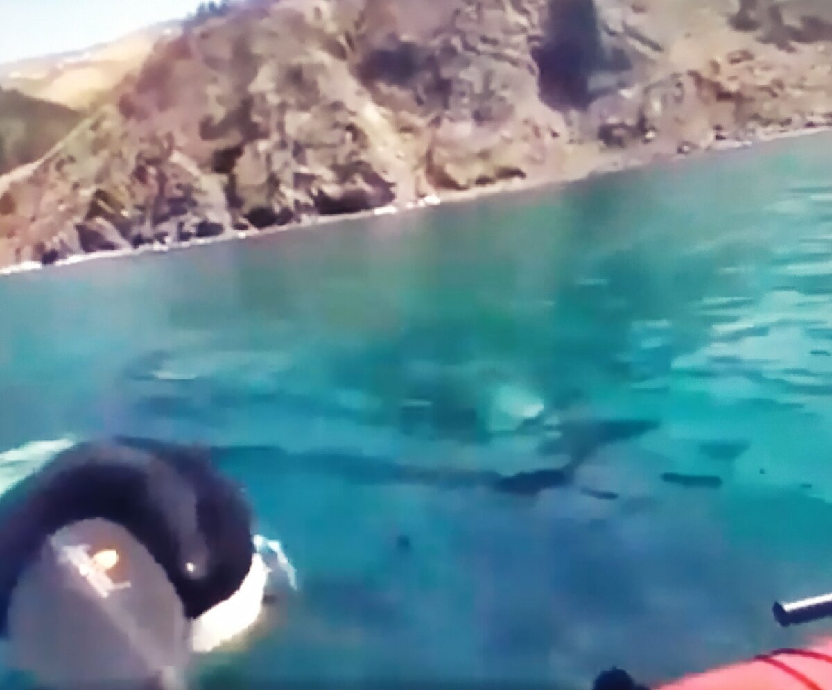 Гребцы на каноэ в море встретили двух взрослых касаток