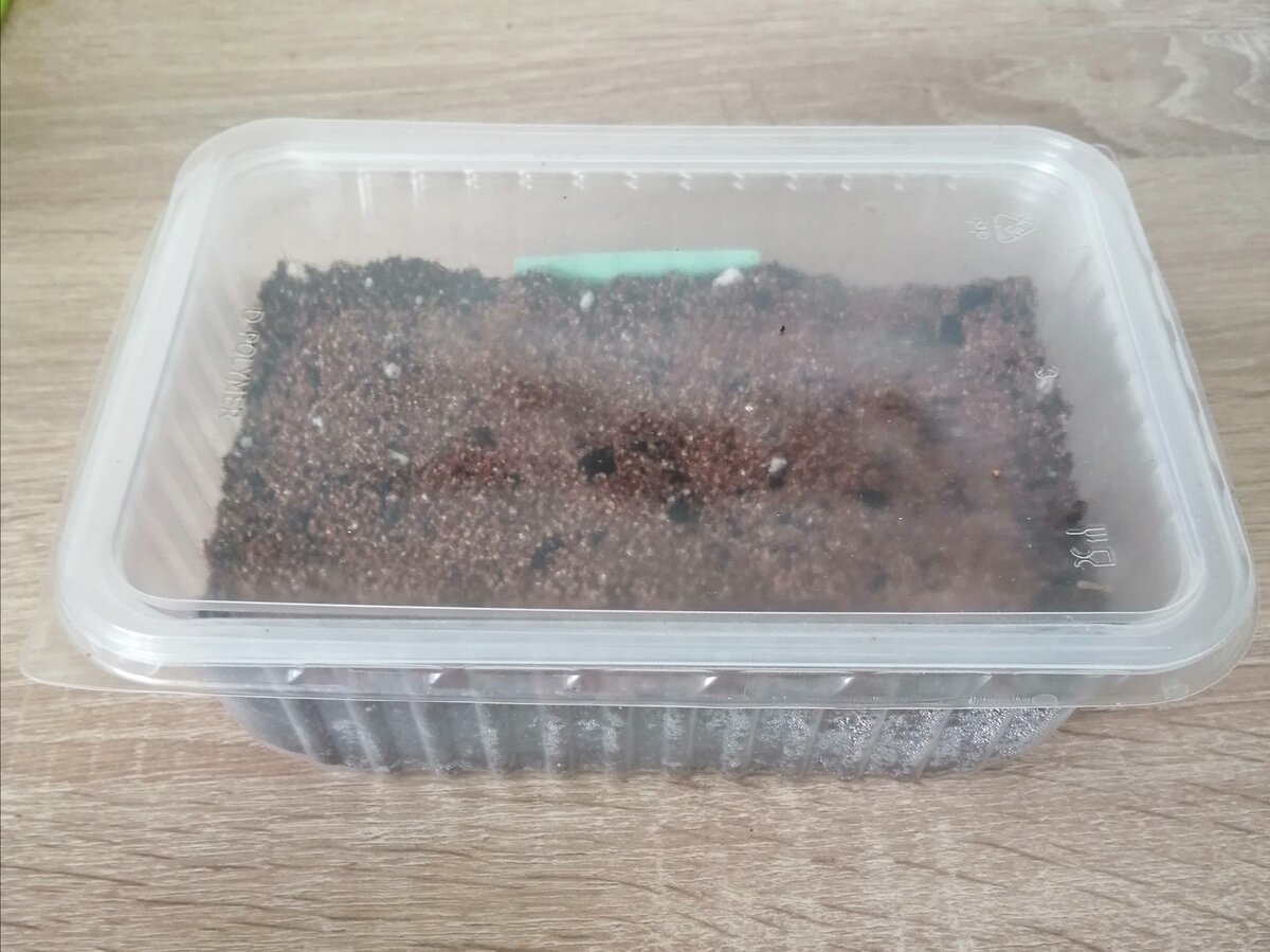 Фото автора. Посеяла томаты. 