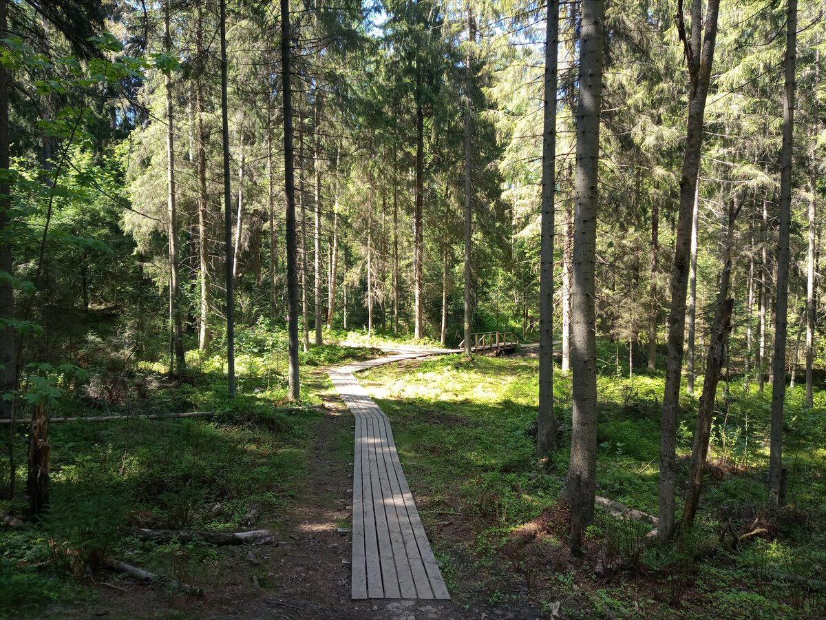 Экотропа «Токсовские высоты»