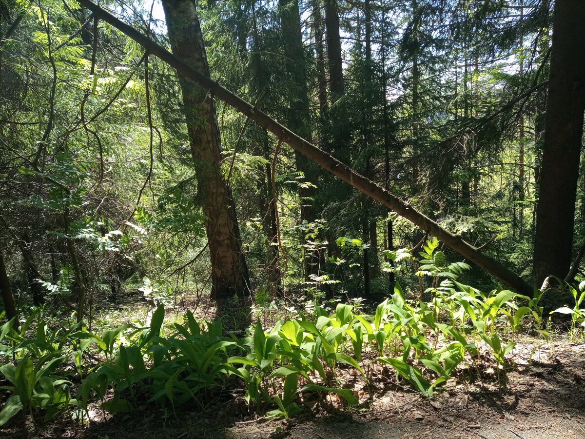 Токсовские высоты