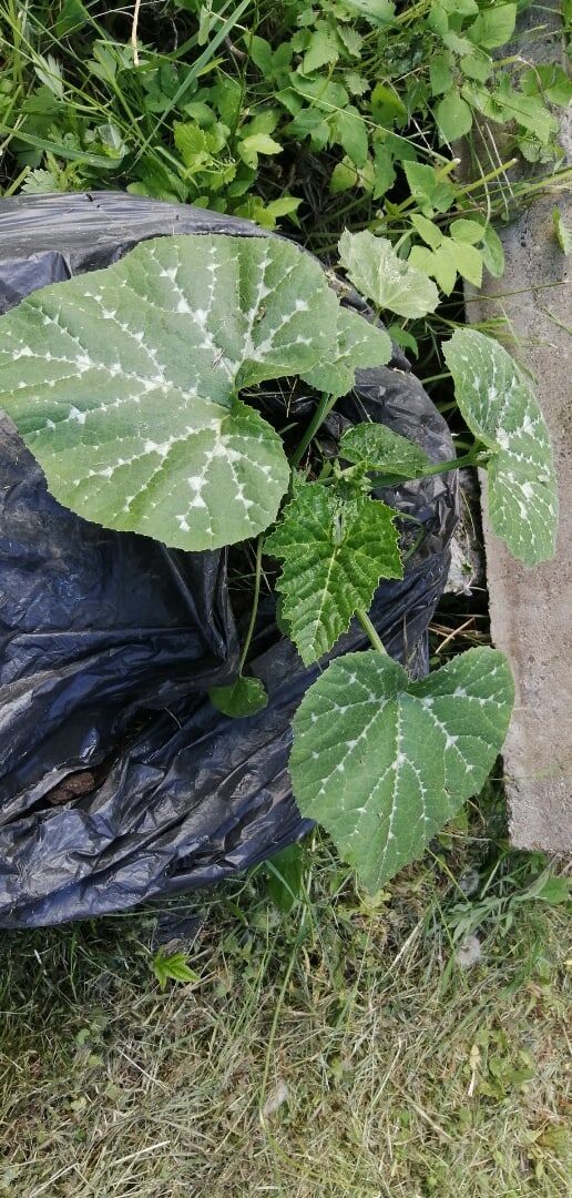 До происшествия 