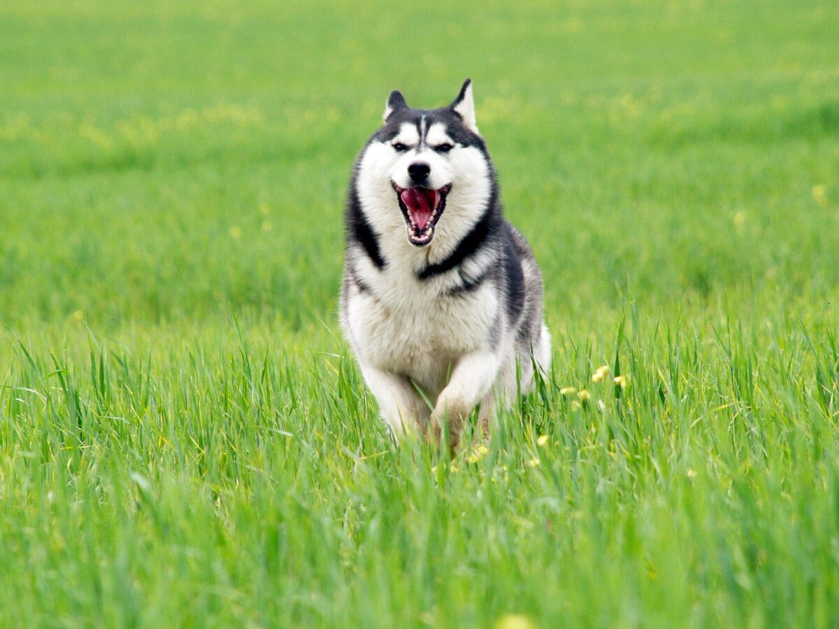 Наша Джина...