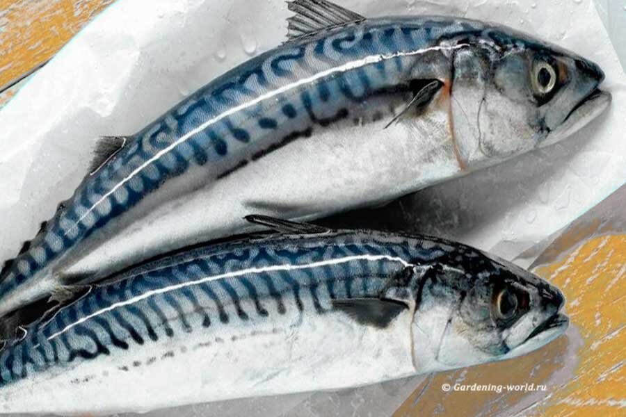 Рыбу полностью лучше не размораживать, чтобы она не разваливалась под ножом на волокна