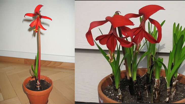 Шпрекелия. Коллаж автора