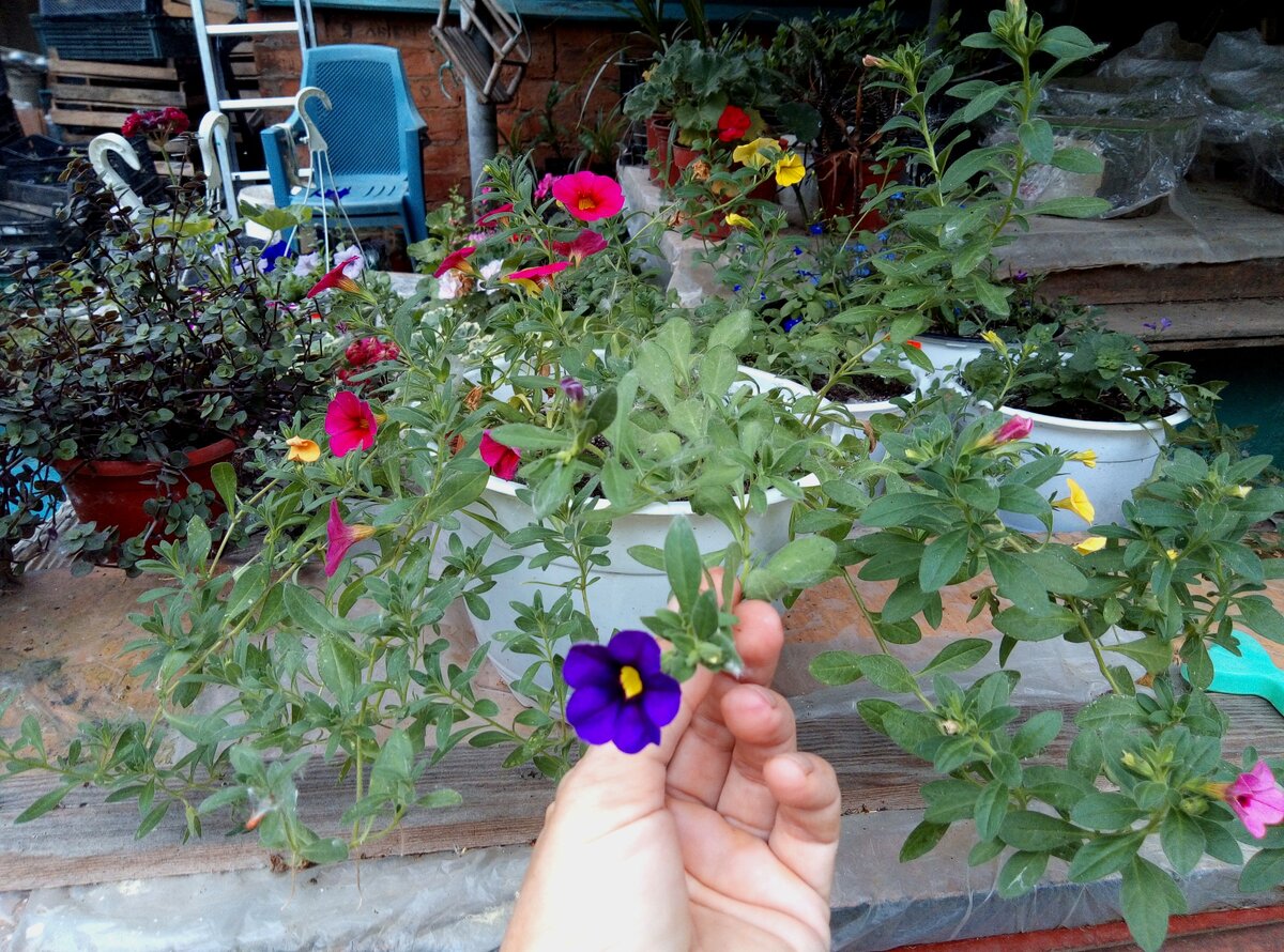 Это кашпо так выглядело вчера. Сегодня лучше не смотреть