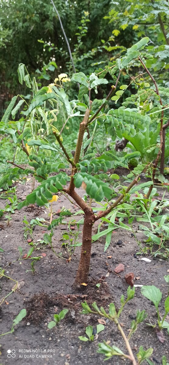 Леуцена светлоголовчатая. Фото принадлежит автору