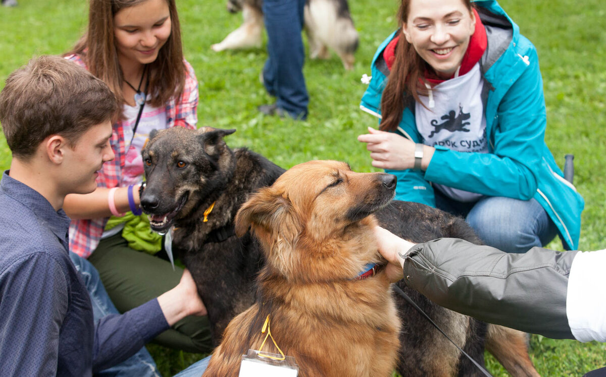 Волонтёры помогают на выставке "дворняг"