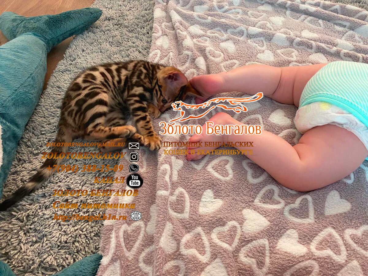 Золото Бенгалов, хорошие и добрые друзья с детства
