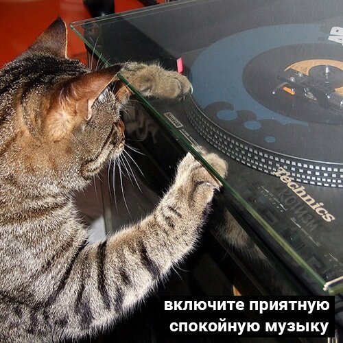 Домашние животные представляют опасность для винила и аппаратуры!