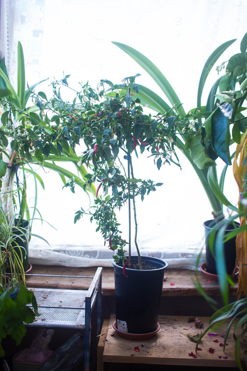 вот такая кобылка выросла