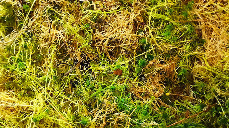 Мох сфагнум: как его использовать для комнатных растений | Цветы у ...