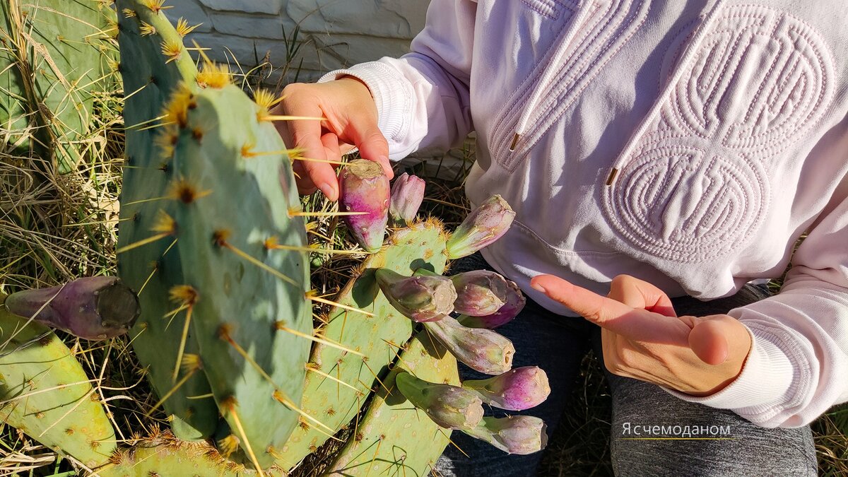 Опунция - решилась и попробовала кактус 🌵 сезон экзотики открыт | Я с  чемоданом | Дзен