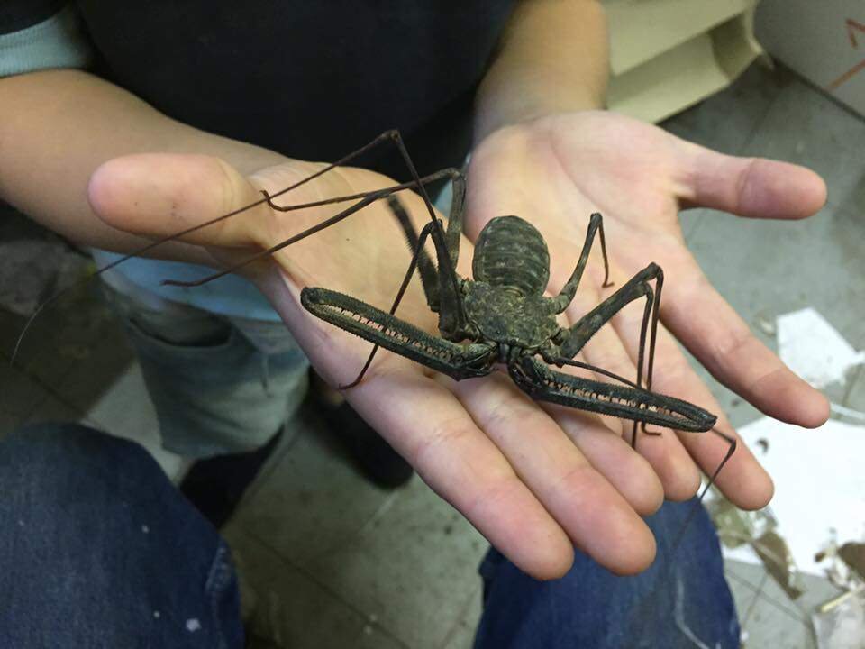 Жгутоногий паук фрин. Животные без шерсти. Безобидная картинка. Безобидная картинка. Лемур лори долгопят.