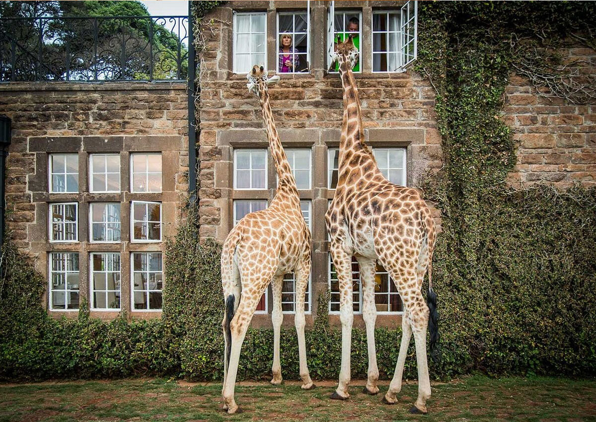 Жирафы "стучатся" в окна второго этажа отеля Giraffe Manor