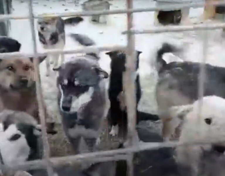 Якутские собачки