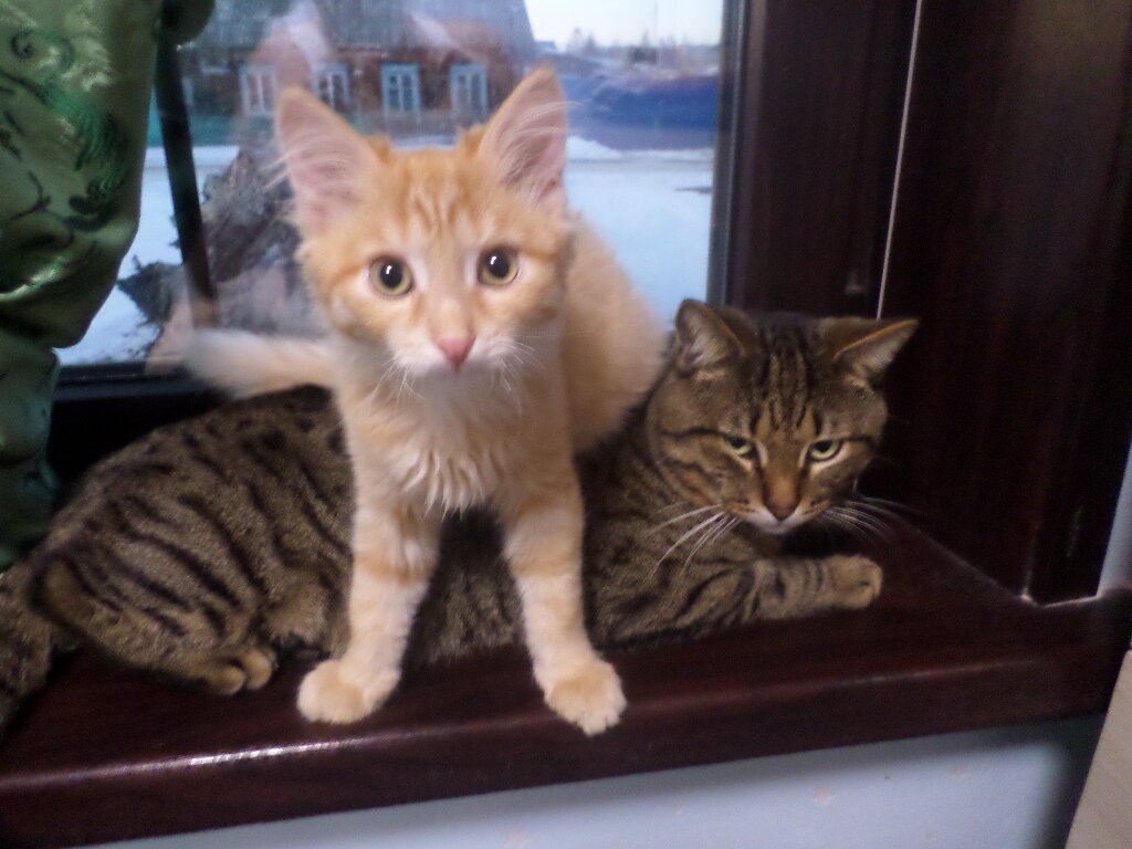 Кот Сева и его новая подружка кошечка рыжая.