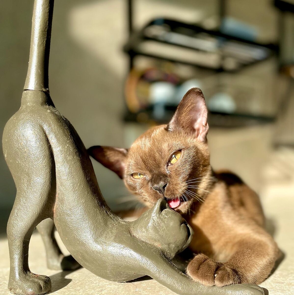 Heaven Jasper*RU - бурманский котёнок окраса соболь будет готов к переезду в конце марта 2032