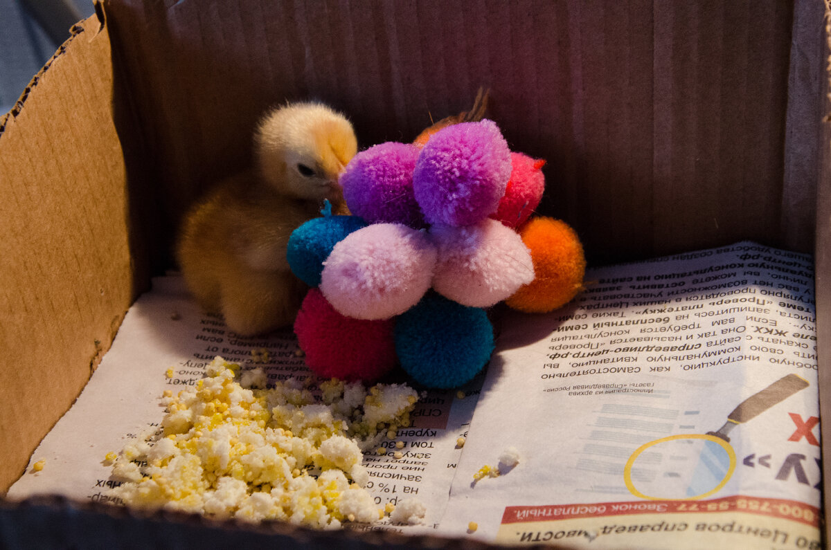 На первое время слабеньких отсадила в отдельную коробочку.