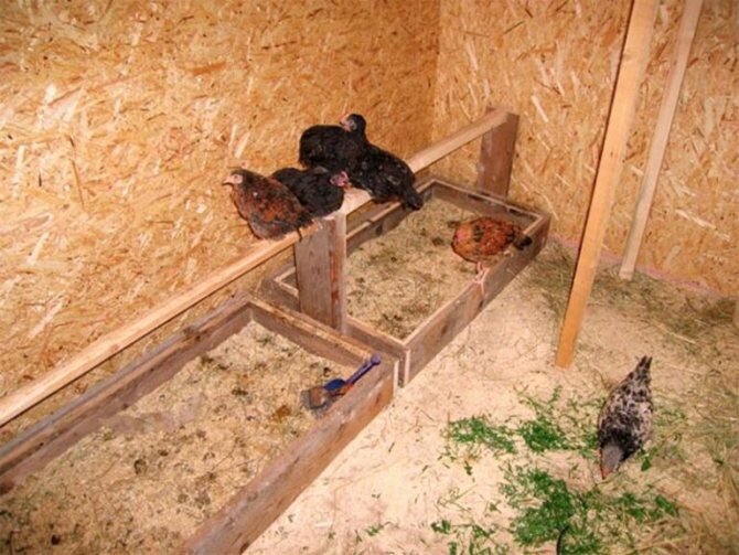 Зачем курам насест Неопытные заводчики нередко забывают сделать насест для кур в птичниках, считая, что им достаточно гнезд, хотя это большая ошибка. Насесты для кур необходимы – это место отдыха птицы, где они спят. Делают насестов в таком количестве, чтобы все самки и самцы могли без проблем на них разместиться. В курятнике должны быть и гнезда, и насесты Гнезда в свою очередь – место, где самки откладывают яйца или высиживают их. В них птицы не отдыхают и не спят (разве что во время насиживания яиц)! Гнезд нужно не много. На 3-5 самок делается 1 гнездо. Очевидно, в курятнике должны быть и гнезда, и насесты. У них разное предназначение, но очень важное. Если их не обустроить, птицы могут вести себя беспокойно, отчужденно, возможно снижение аппетита, продуктивности и иные проблемы. Каким должен быть насест Ознакомьтесь также с этими статьями Когда цесарки начинают нести яйца Выращивание петрушки из семян Содержание и кормление коз в домашних условиях Аджика из зеленых помидор Легче и удобней всего курам отдыхать на насестах, что напоминают палку. Они надежно обхватывают ее своими пальцами и не ослабляют хватки даже во время сна. Это уберегает птицу от падения. Чтобы соорудить правильный насест для кур, берется обычно брус 40х60 или 50х50 мм. Грани должны быть срезанными и закругленными, иначе птице будет неудобно или она вообще может пораниться. Размеры насеста могут быть разными, но желательно, чтобы длина была не более 3 метров. Главное, чтобы на каждую особь отводилось в среднем 18-25 см свободного места. Если есть возможность, лучше делать насест с запасом, на случай, если птиц станет больше. А чтобы насест не падал и не прогибался со временем, необходимо через каждый метр делать подпорку. Главное для насестов, чтобы на каждую курицу отводилось в среднем 18-25 см свободного места Интересно! Если насестов на всех птиц не хватает, они будут драться, скидывая с них наиболее слабых особей. Нередко это приводит к появлению травм у кур. Расстояние от пола до первой балки (насеста) делается около 60 см. Это достаточная высота, чтобы птица смогла подпрыгнуть или подлететь на место ночлега. В случае, когда делается несколько насестов, их располагают на расстоянии 40 см друг от друга и от стен. Многие профессиональные разводчики домашней птицы делают к насестам лестницы. Благодаря этому птицы спокойно поднимаются на свое место, а не взлетают, мешая другим птицам спать. Где размещается насест Важно уметь не только сделать насест для кур, но и разместить его. Чаще всего для насестов отводят тихие, затемненные места в помещении. Обычно это дальняя стена курятника, в отдалении от входа и окон. Там же обычно ставят и гнезда. А если места мало, можно установить гнезда прямо под насестами. Одноярусный насест для кур делают вдоль стен Стоит проследить, чтобы в месте расположения насестов не было сквозняков, иначе пернатые будут болеть. Иногда, чтобы обеспечить птице дополнительный уют, места ночлега отделяют от общего курятника перегородкой. Такая хитрость позволит птице меньше пугаться резких звуков, света или открывания дверей. Виды насестов для кур Советуем к прочтению другие наши статьи Перосъемная машина Бизнес на выращивании зелени Виды и сфера применения сельскохозяйственной техники Вощина для пчел В зависимости от типа птиц, их размеров, количества и самого курятника, выбирается определенный вид насеста для несушек и петухов. Ниже представлены наиболее распространенные виды. Одноярусный насест для кур делают вдоль стен. Его особенность в том, что насест располагается одиночно. Брусья крепят между стенами или устанавливают на опоры. Под такой «спальней» птиц легко убирать и места он много не занимает. Рекомендуется для кур несушек и для небольших поголовий птиц. Многоярусный насест делается в несколько рядов Многоярусный насест делается в несколько рядов. Это здорово экономит место, поэтому такие конструкции делают в маленьких курятниках. При этом между рядами оставляют около 40 см свободного места! При этом желательно к верхним ярусам делать лесенки, чтобы птицам было удобно к ним добираться. Под такими насестами обычно делают лист для сбора грязи. Важно! Длинные, многоярусны насесты нельзя крепить без дополнительных подпор или опор. Они могут не выдержать и упасть или сломаться под весом птиц! Угловой насест – удобный вариант для небольшого курятника, где разводят не более 20 кур Угловой насест – удобный вариант для небольшого курятника, где разводят около 20 кур. Такие насесты удобны птицам тем, что на них легко забраться, и курам будет там уютно. Кроме того, они надежны, не требуют подпорки и не занимают много места. Но много птиц на такой балке не разместится, так что в плане практичности – это не лучший вариант. Переносной насест для кур – это своеобразный стол с поддоном, куда собирается помет и несколькими балками над ним, где и ночуют птицы. Правильный насест можно передвигать, выносить из курятника. Это удобно если помещение для размещения кур временное. Но для постоянного курятника такие насесты неудобны. Переносной насест можно передвигать, выносить из курятника Над гнездами нередко делают насесты, чтобы сэкономить место. При этом желательно чтобы под насестами имелся также лист для сбора грязи, в противном случае, помет, перья и иная грязь будут сыпаться прямо в гнезда, на яйца. Еще один вариант – соорудить гнезда в виде ящиков (с крышей). Тогда не нужно будет устанавливать лоток для сбора отходов над ними. Выбрать тип насеста не трудно. После ознакомления стоит обдумать, сколько места есть в курятнике, сколько нужно разместить птиц и выбор станет очевидным. Остается только сделать насесты своими руками и надежно их установить. Над гнездами нередко делают насесты, чтобы сэкономить место Как сделать насест своими руками Насест – это, по сути, балка, которая может выдержать несколько кур и при этом, удобна для них. Делают насесты из древесины. Это надежный и удобный, экологичный материал, простой в обработке и широко доступный. Первое что потребуется – определиться с видом насеста, областью размещения. Размеры в каждом случае будут уникальными, так как они вычисляются по количеству птиц, типу насеста и месту его размещения. Важно! При использовании дерева, важно тщательно его ошкурить. Это делается для того, чтобы пернатые не ранились о дерево, и им было удобно держаться за насест. Как сделать насест своими руками Балки для насестов обрабатываются так, чтобы они были с закругленными углами и гранями. Шириной они должны быть 2-5 см. В зависимости от нужд, необходимо распилить балки на отрезки определенного размера, чтобы было удобно крепить их к стене и между собой (если делается многоярусный насест). Бруски важно зашкурить или отшлифовать машинкой, чтобы были гладкими. Если есть необходимость, можно также обжечь их горелкой или паяльной лампой, чтобы предотвратить гниение и развитие вредителей в древесине. Между отдельными насестами делается расстояние в 40-55 см. От пола первая балка поднимается на 60 см, от стены располагается на 45 см. Прикрепляют балку к стенам при помощи гвоздей, шурупов. Можно также прикрепить насест при помощи специальной опоры с пазами (размеры пазов – на пару мм шире бруска). В хорошей конструкции брус легко заходит в пазы, но не шатается. После того, как балка установлена, опору прикрепляют к стене гвоздями. Для облегчения уборки, можно установить своеобразный щит (лоток, металлический лист) под насестами. Грязь и помет будут падать на него. Затем можно будет просто снять этот лист, обмыть его водой, удаляя грязь, просушить и установить обратно. Как видно, сделать насесты для кур не трудно. Это довольно простая конструкция, которая впрочем, сильно упрощает жизнь не только курам и петухам, но и заводчику. Но не нужно забывать, что насесты необходимо как можно чаще чистить и раз в полгода дезинфицировать, чтобы не разводились болезни и вредители. Понравилась статья? Поделись с друзьями.