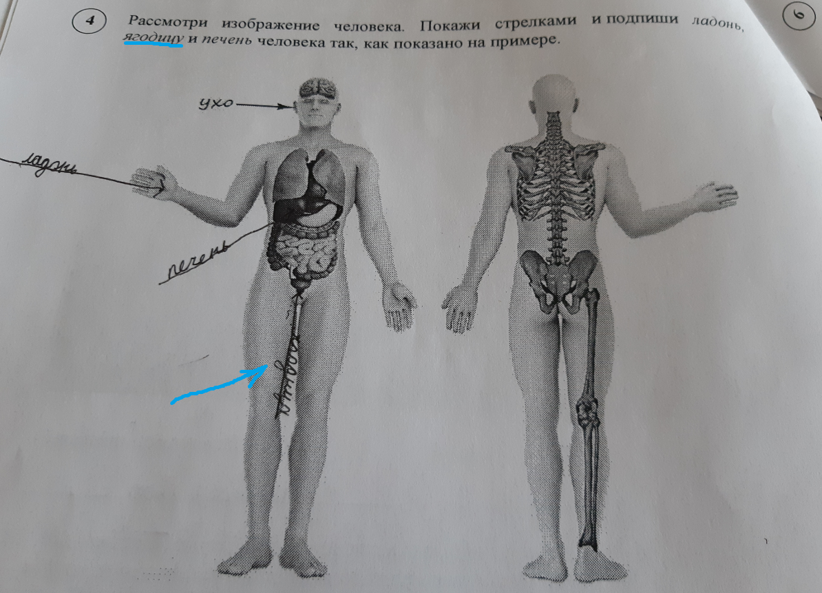 На этот вопрос ВПР никто не знал ответа | Школьные посиделки | Дзен