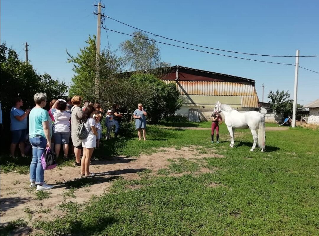 Рассказ о лошадях и породах 