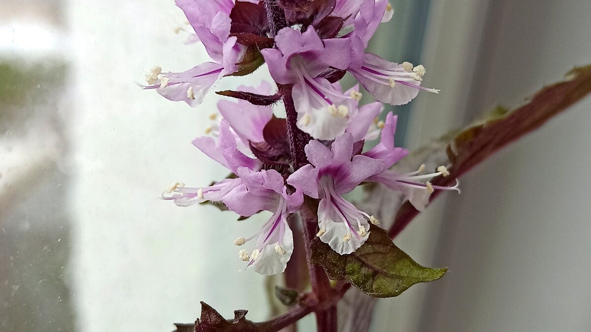 Базилик на подоконнике. Красиво и вкусно. 