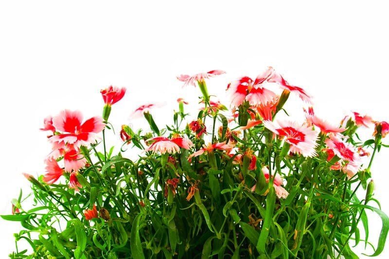 🌿 🍃🌱 Хочу поделиться тем,что сама люблю💚
Мне нравится заваривать чай с разными травами, ягодами, листиками и кусочками фруктов☕🍋🍏🌿

По окончанию летнего сезона делаю заморозки в свой холодильник из трав и ягод (кто-то сушит,а я люблю замораживать) потом экспериментирую, завариваю с обычным чаем, листья малины и смородины, ягоды черной смородины, облепихи или виктории, мяты или ромашки🌼 ммм... получается очень вкусно и ароматно💭
Благодаря травам можно хорошо восстановить иммунитет с помощью целебных отваров☕✨
И если у кого-то есть вкусный и полезный рецепт чая, напишите мне пожалуйста🤗☕🍋

🌱Есть список особо важных женских трав🔮, которые продлевают красоту и молодость:

🌿МАТОЧНАЯ ГВОЗДИКА
Она способна возбуждать и повышать тонус гладких мышц матки (мышц любви🥑🖤) Матка—это центр женской силы♻, и нам очень важно заботиться о ее здоровье🙏🏻