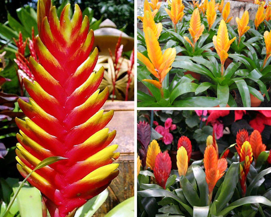 Вриезия прекрасная.