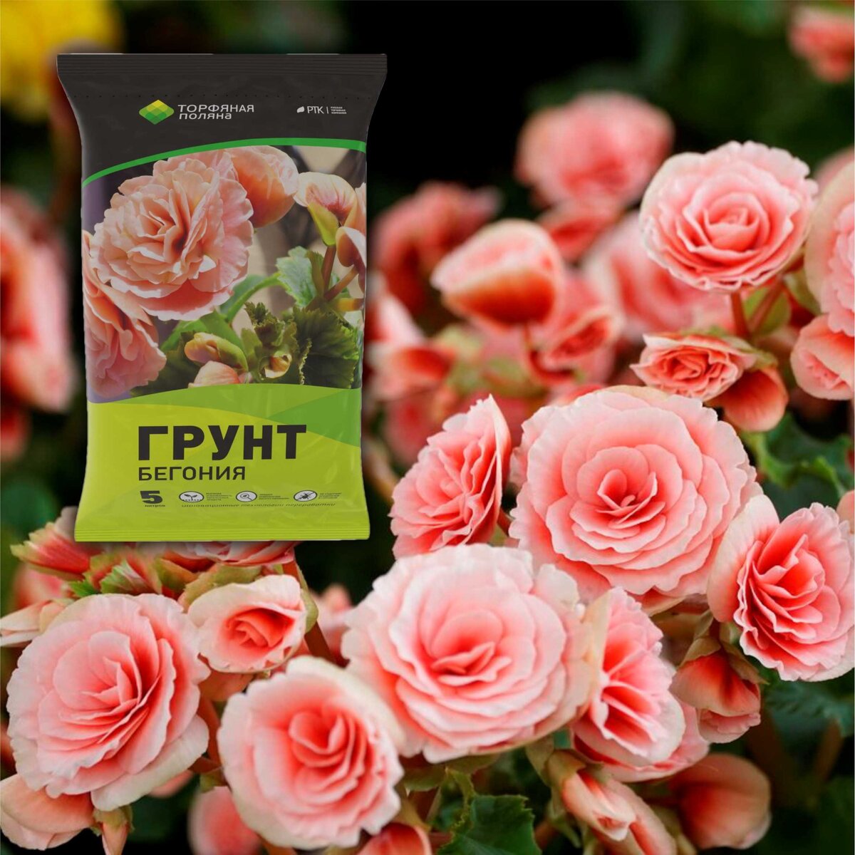 С малых лет каждый ребёнок, услышав название этого растения думает, как они связаны? Бег и Бегония? Куда она бежит?
Ну для нас-то это уже давно не вопрос, тем более, что название с бегом не связано никак. То есть, от слова совсем.
Ну раз так, то нужно оставить вопросы к мирозданию и понять, как пользоваться тем, что есть. Другими словами, научится бегонию выращивать, а это совсем не просто, учитывая тот факт, что семейство «бегониевые» насчитывает более 1600 видов и происхождением они все из диковинных лесов Латинской Америки.
Но нет ничего нерешаемого, растёт там и у нас расти будет! Тем более, что Русская Торфяная Компания разработала специальный грунт для всей группы этих красивых и крайне популярных у нас растений.
Бегония — яркое, красивое растение. Существуют как однолетние, так многолетние виды. Корни растения бывают клубневые и разветвленные.
Наш торфяной грунт для бегоний обогащен биогумусом и питательными веществами, такими как азот, фосфор, калий. Легко пропускает влагу и воздух, чтобы корни растения не подвергались загниванию. Субстрат слабокислый, pH не более 5,5.
Для выращивания рассады лиственной декоративной бегонии чаще используют семена.
Высадку семян производят в конце феврале — начале марта. Посадочная емкость должна быть неглубокая и компактная. Заполняется емкость дренажом. Сверху помещается торфяной грунт для бегоний. Семена у бегонии очень мелкие, похожие на пыль. Чтобы их равномерно распределить по поверхности, на грунт насыпают снег и сверху помещают семена. При таянии снега, семена равномерно распределяются в грунт.
Если снег не использовался, то грунт после посева семян, увлажняют теплой водой из пульверизатора.
После посева семян, посадочную емкость накрывают для создания парникового эффекта. После появления всходов, примерно через 2-3 дня снимают укрытие и держат в теплом помещении.
Для посадки рассады бегонии диаметр горшка должен быть на несколько сантиметров больше его высоты. Это связано с особенностями формирования корневой системы растения.
В горшок насыпают дренаж слоем 2-3 см, затем добавляют торфяной грунт для бегоний.
Аккуратно расправляя корни, растение помещают в посадочную емкость. Засыпают по кругу грунтом, не утрамбовывая, не доходя 1 см до верха горшка. Обильно поливают.
Для выращивания бегонии из черенков необходимо срезать верхушечную часть растения, примерно 10 см. Удалить нижние листья, оставить 2-3 верхних листа и немного подсушить срез.
Заранее подготовить посадочную емкость, заполнив ее дренажным материалом. Поверх насыпать торфяной грунт для бегоний и углубить черенок на 2 см в субстрат. Накрыть сверху банкой или стеклом. Каждый день на несколько минут приоткрывать растения для проветривания. После появления новых листов емкость полностью открыть.
Как видите, нет ничего сложно. Можно для красоты вообще всё бегонией засадить! Тем более с таким разнообразием!
А само название, кстати, происходит от имени человека, который впервые его описал – Мишель Бегон. Жил он на Таити очень давно, а мы его помним!
Успехов вам!
#РТК #торф #бегония #грунтдлябегонии #почвогрунты