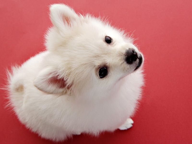 Фото с сайта oir.mobi