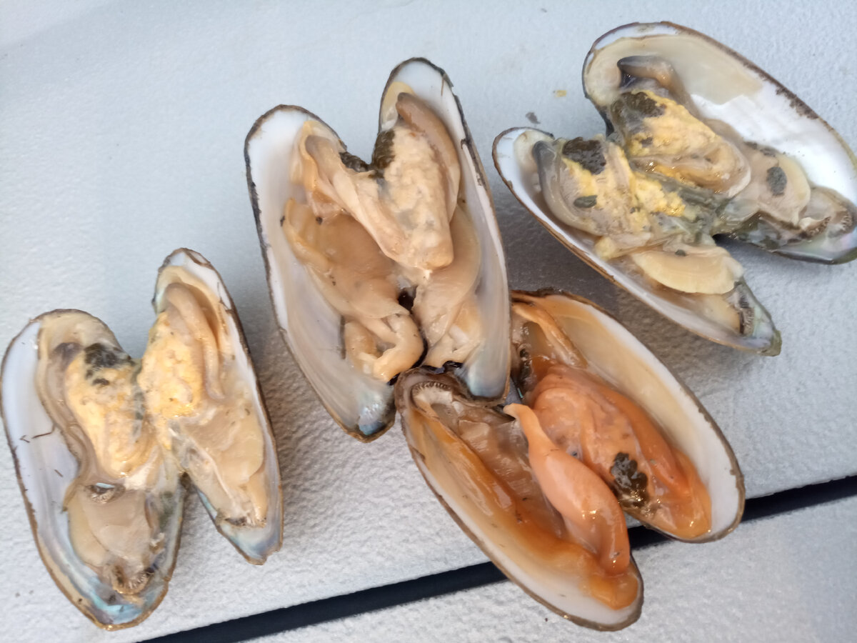 Речная мидия.