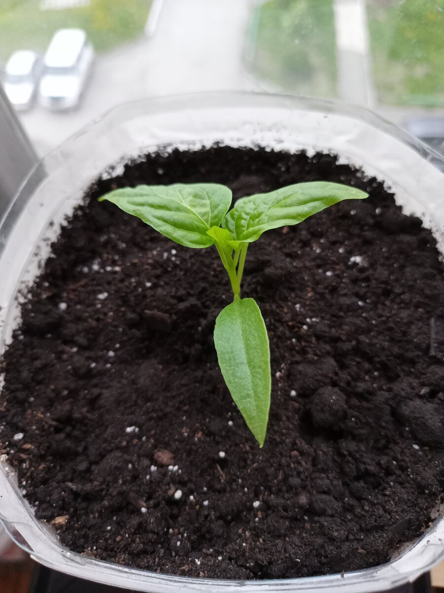 Ещё совсем маленький.