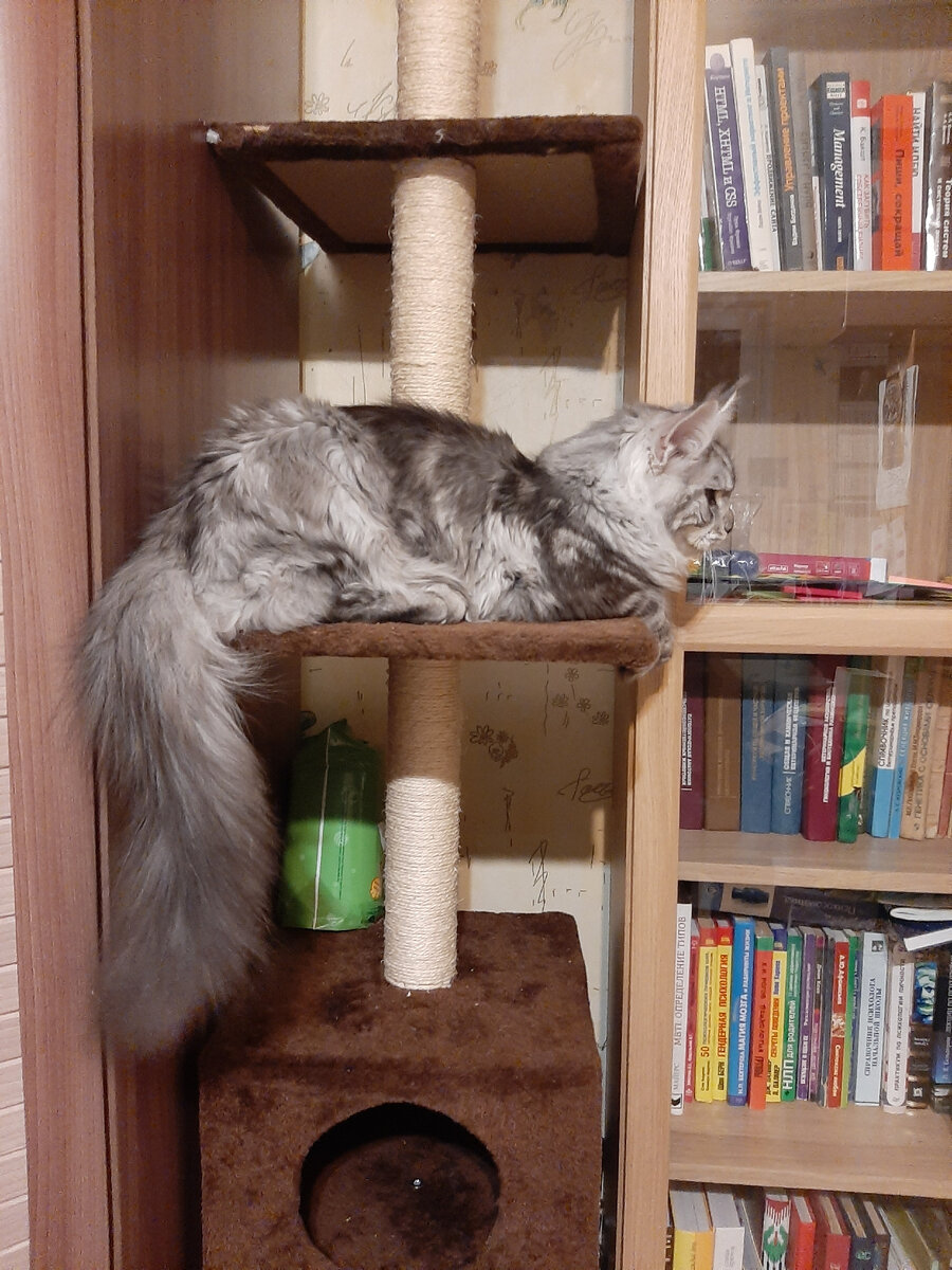 Pizhon Kashemir Leo, около 4 мес