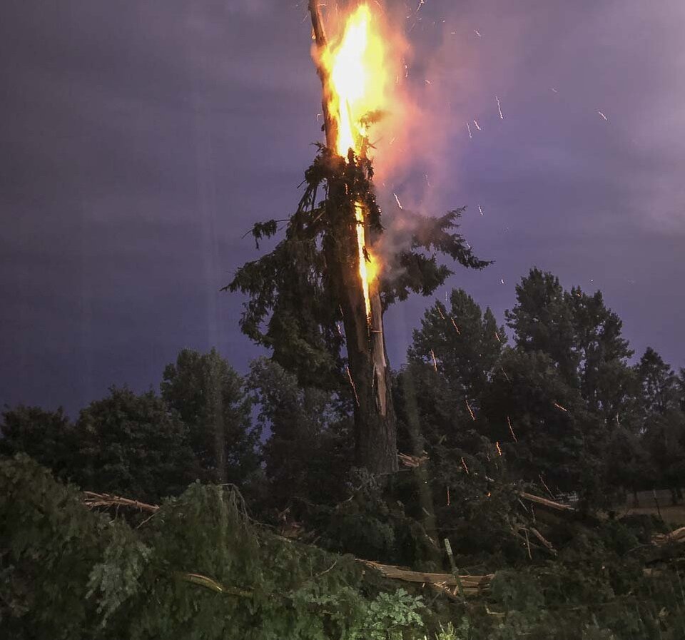 "молния, как нож с в масло, вошла в ствол старой, избежавшей ковровой бомбардировки в сорок первом"