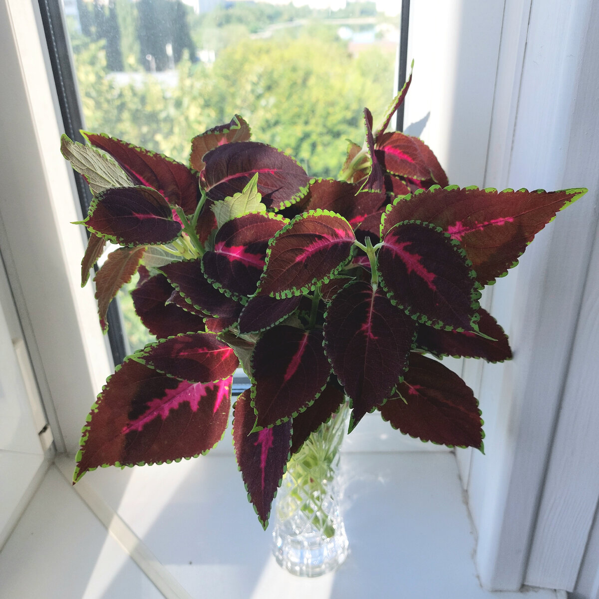 Букет из колеуса - красотища!